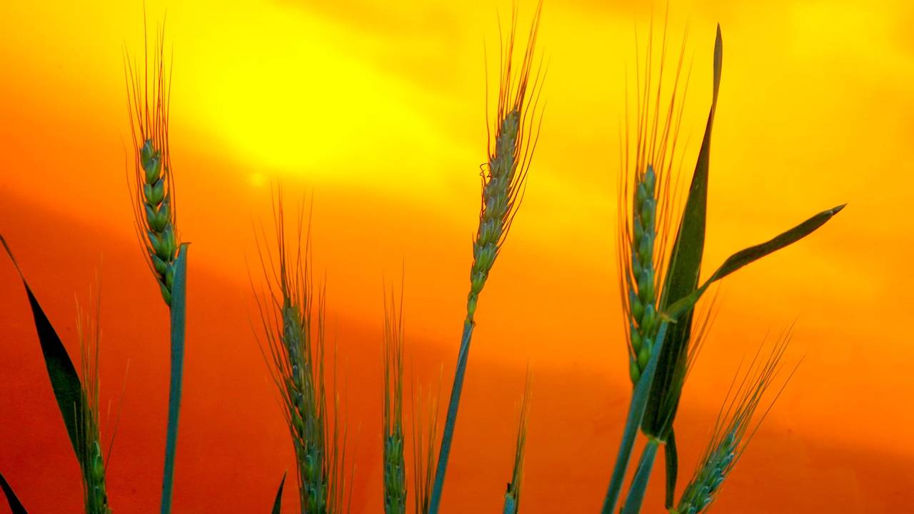 Boletim Agrometeorológico analisa seca de agosto e cenário agrícola do Paraná