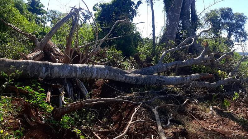 Batalhão Ambiental localiza desmatamento em Catanduvas e aplica multa de R$ 84 mil