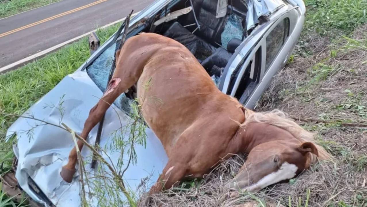 Carro fica destruído ao atropelar égua em  PR-539, próximo à Vila Paraíso, em Marilândia do Sul