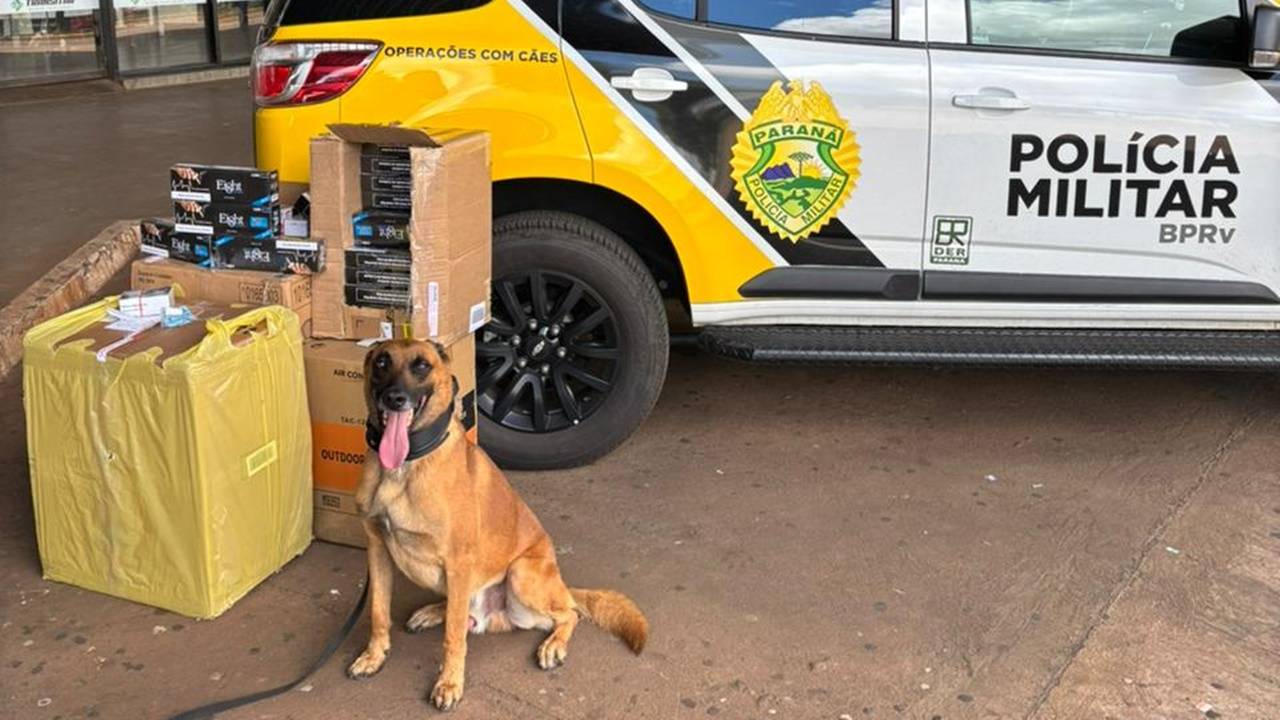 Cães farejadores da BPRv apreendem cigarros contrabandeados em ônibus em Cascavel