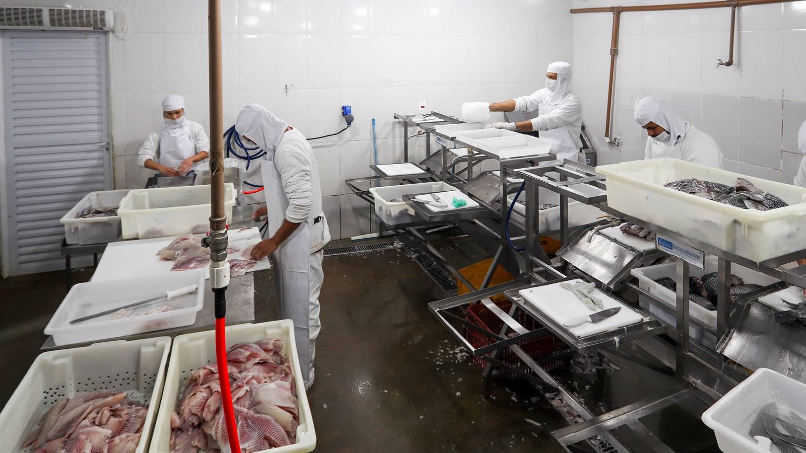 Com tilápia em alta, exportação paranaense de pescados cresceu 20% no 1º semestre