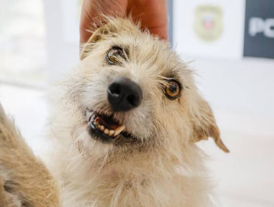 Policiais civis adotam cachorrinha que "pediu ajuda" para salvar os filhotes no Paraná