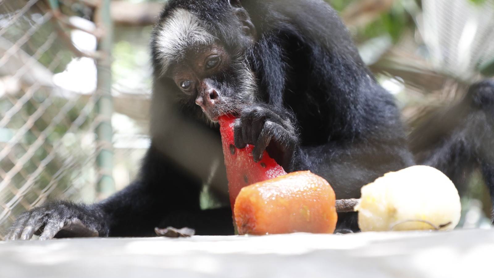 Zoológico aposta em alimentação especial para garantir bem-estar animal durante o verão