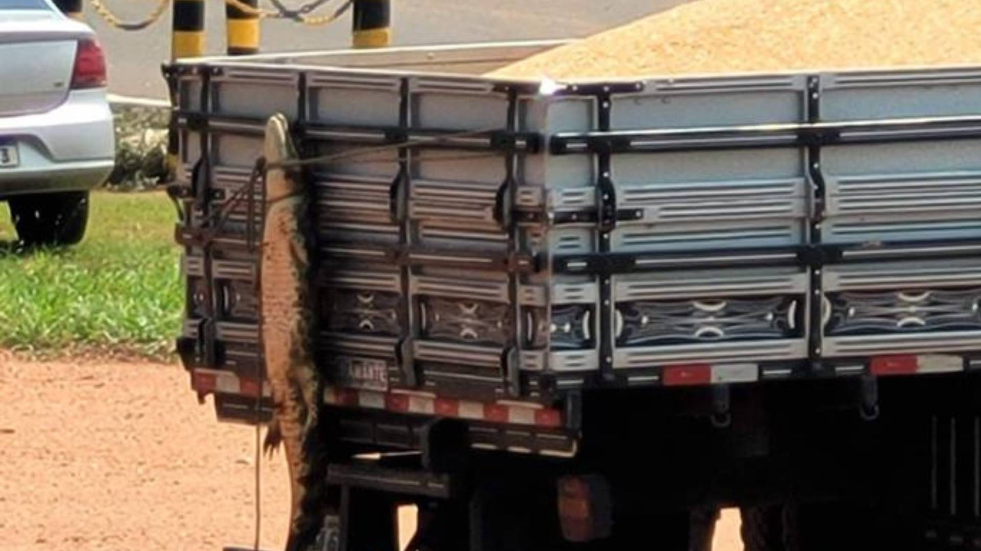 Homem autuado por maus-tratos após amarrar jacaré em carroceria de caminhão