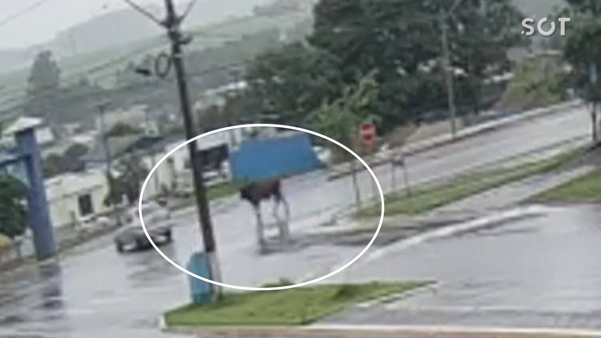 Boi invade pista da PR-471 em Catanduvas