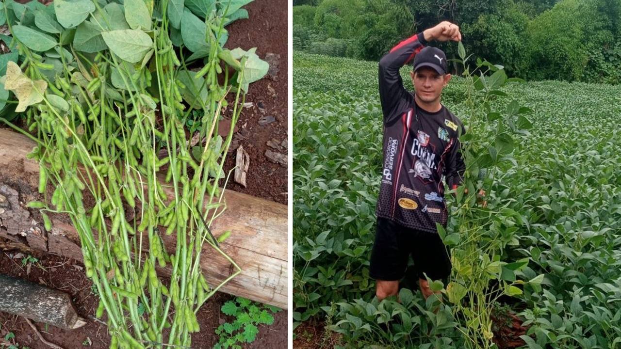 Pé de soja chega a 1,7m e produz 900 grãos em lavoura no município de Quedas do Iguaçu