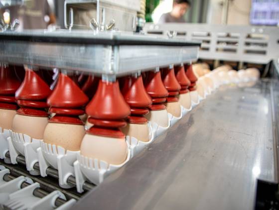 Com foco em eficiência e agilidade, recolha de ovos férteis ganha automação