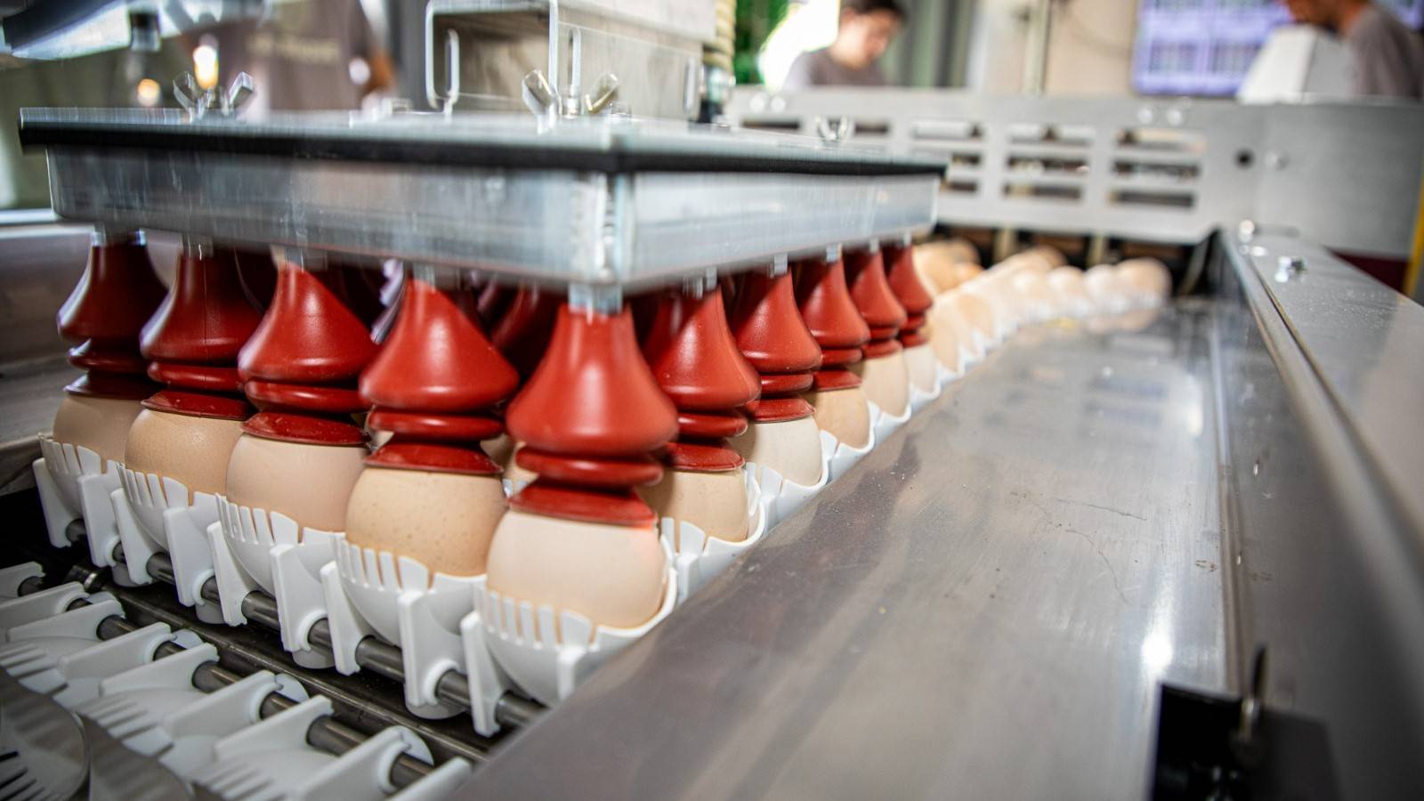 Com foco em eficiência e agilidade, recolha de ovos férteis ganha automação