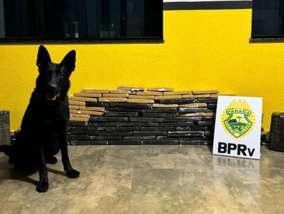 Cão farejador da PRe encontra 80 kg de maconha em ônibus na BR-369 em Corbélia