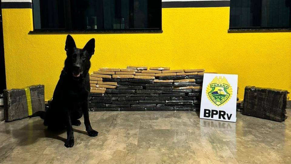 Cão farejador da PRe encontra 80 kg de maconha em ônibus na BR-369 em Corbélia