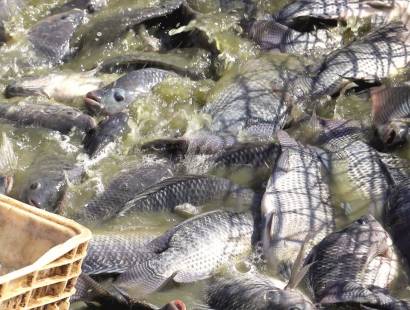 Exportações de peixes brasileiras batem recorde histórico no terceiro trimestre de 2024