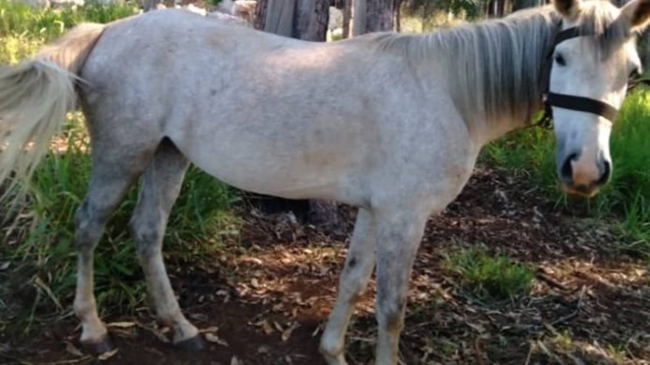 Internauta pede ajuda para localizar cavalo desparecido no Bairro Santa Felicidade