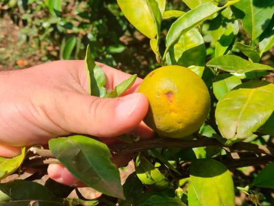 Na luta contra o greening, Paraná erradicou mais de 200 mil plantas no Noroeste