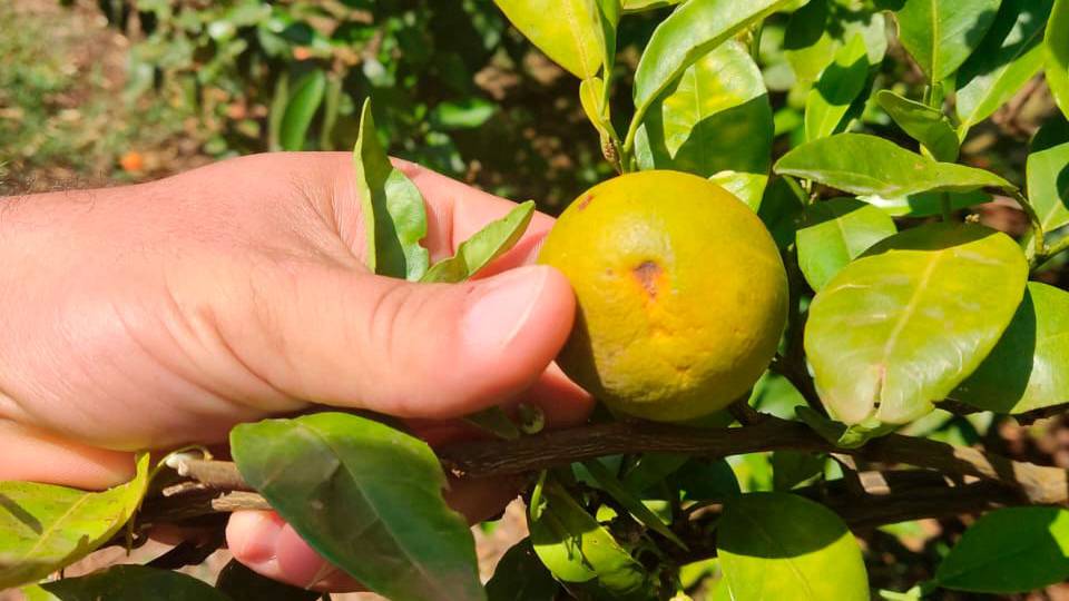 Na luta contra o greening, Paraná erradicou mais de 200 mil plantas no Noroeste