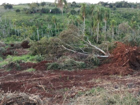 Desmatamento Ilegal em Quedas do Iguaçu: 2 Hectares devastados e máquina apreendida