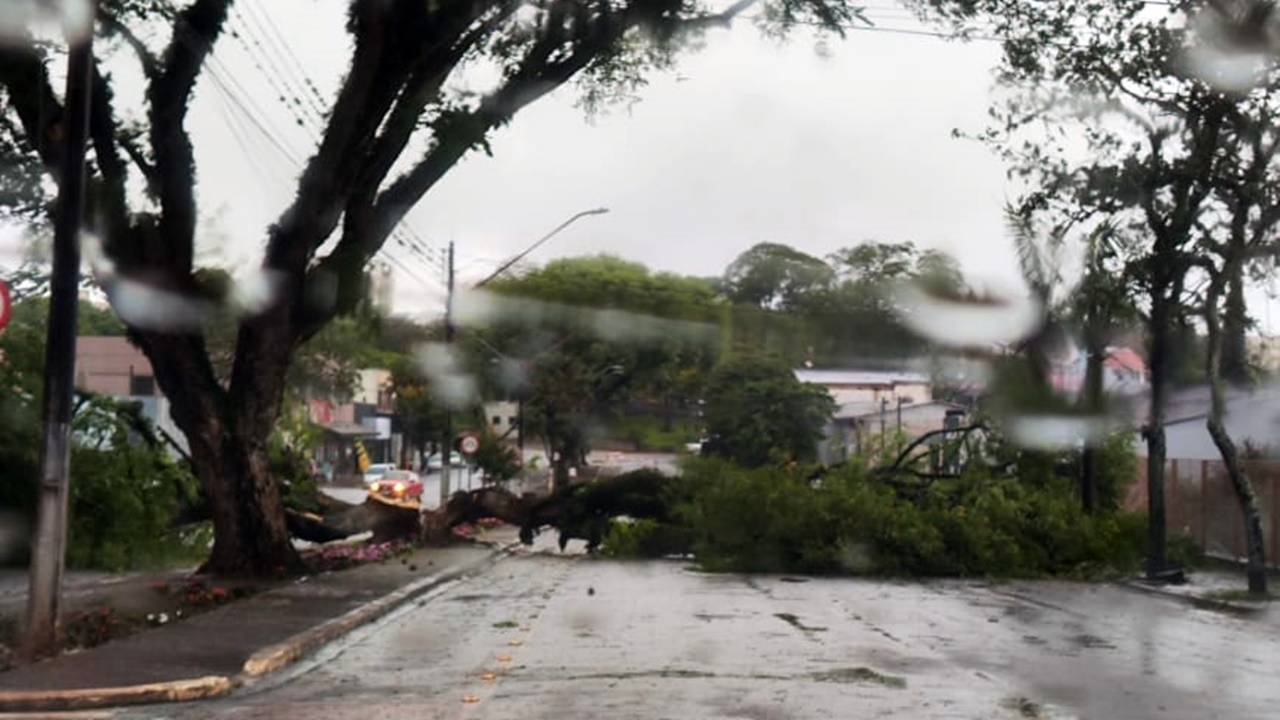 Árvore cai e interdita a Avenida São Paulo em Corbélia